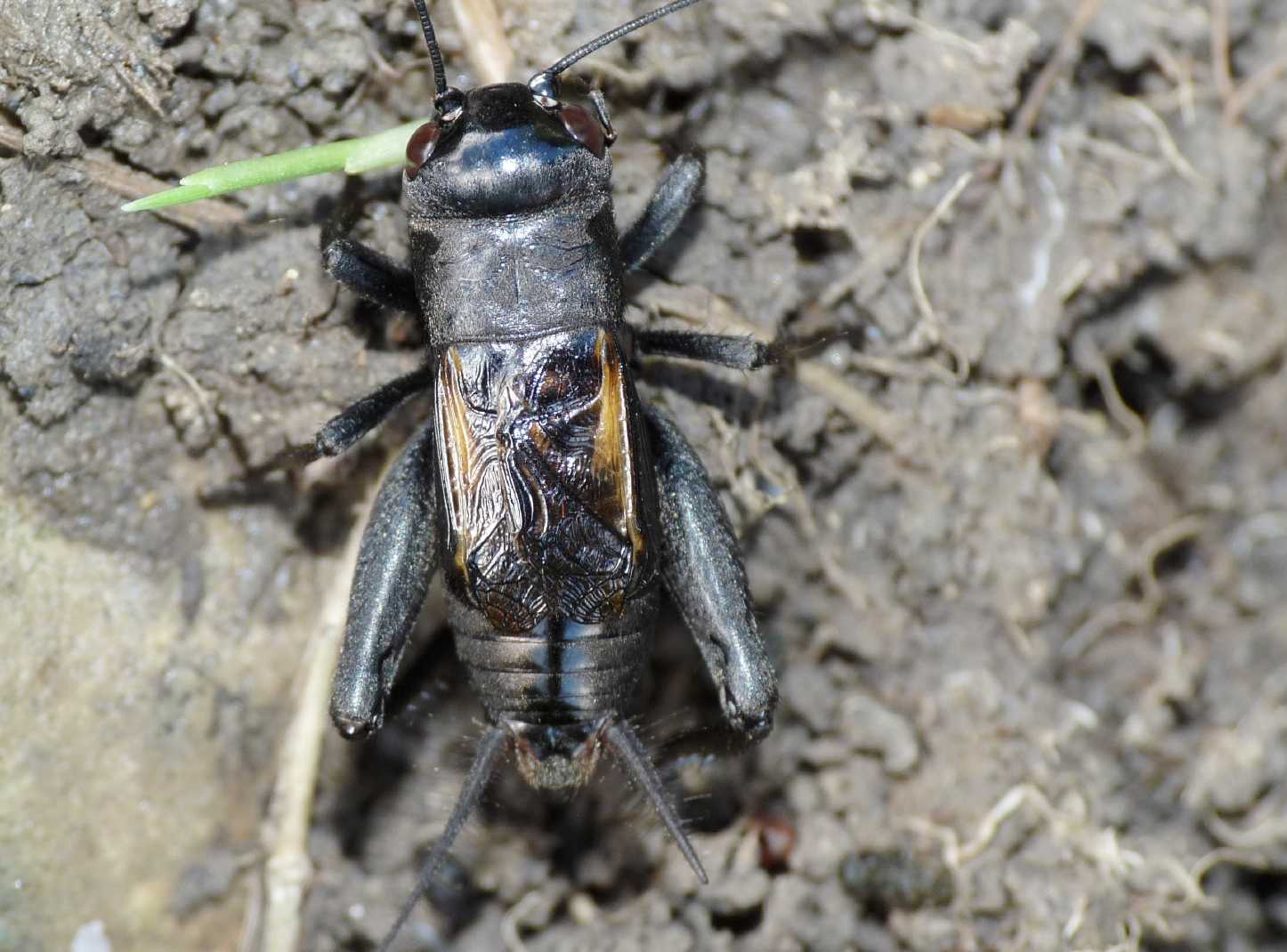 I grilli della Tolfa: Melanogryllus desertus